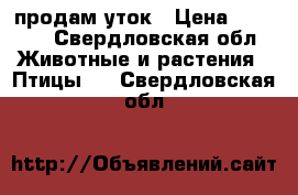 продам уток › Цена ­ 1 000 - Свердловская обл. Животные и растения » Птицы   . Свердловская обл.